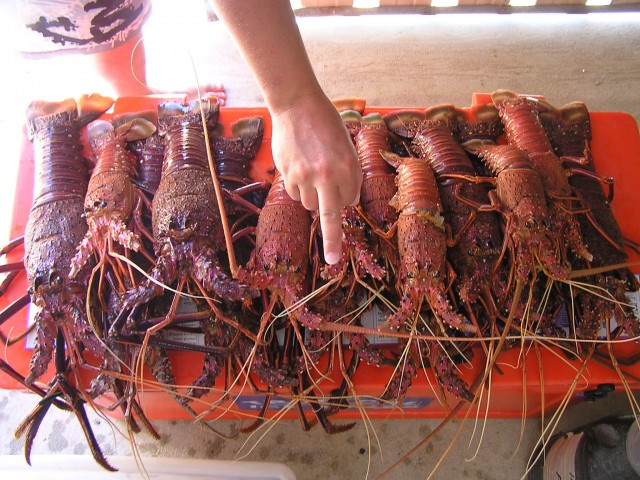 Crays Crays Crays!!!!